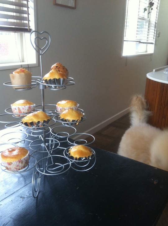 カップケーキと犬.JPG