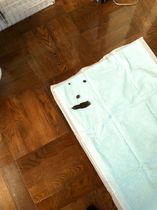 フォンドのうんち.JPG