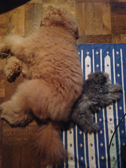 ボノとフォンドくっつく背中.JPG