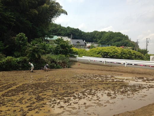代掻き.JPG