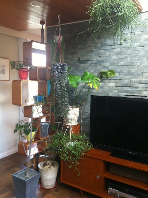植物.JPG