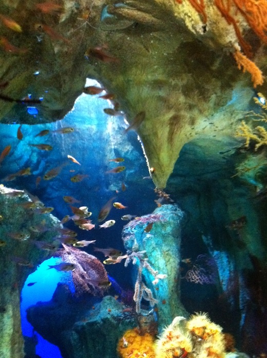 水族館１.JPG