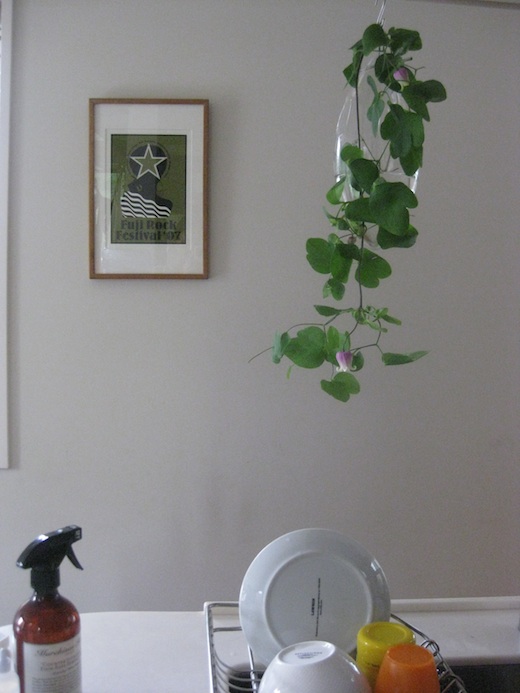 FLOWER in kitchen.jpg