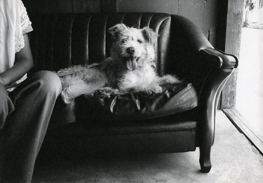 dogsphoto.jpg