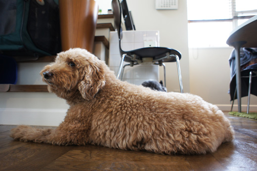 pigu-last4.jpg